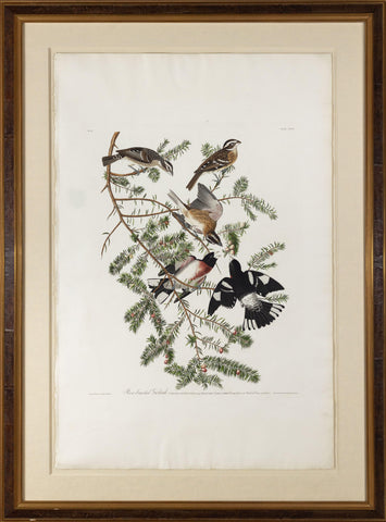 John James Audubon (1785-1851), Plate CXXVII Rose-breasted Grosbeak