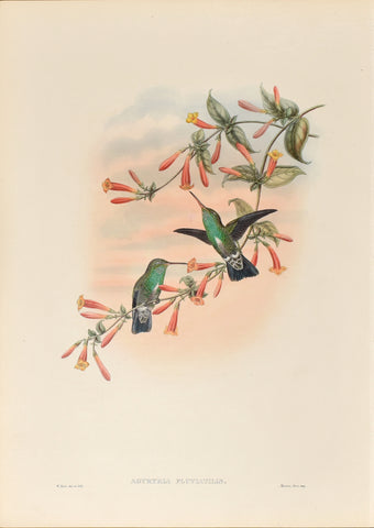 John Gould (1804-1881), Agyrtria Fluviatilis (River Emerald)