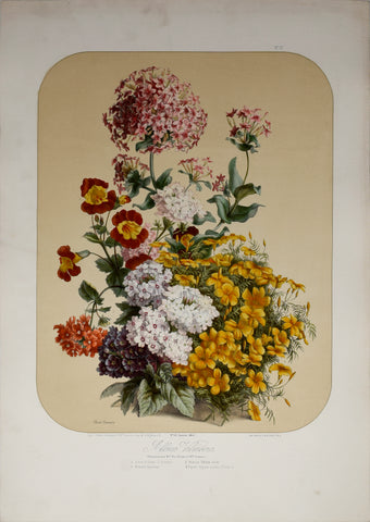 Auguste Faguet (1841-1886), Elisa Champin (1807-1871), Album Vilmorin - No 13 - 1863