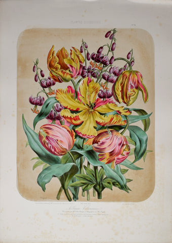 Auguste Faguet (1841-1886), Elisa Champin (1807-1871), Album Vilmorin - No 15 - 1873