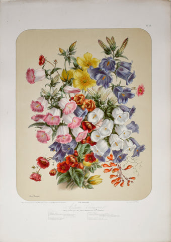Auguste Faguet (1841-1886), Elisa Champin (1807-1871), Album Vilmorin - No 18 - 1868