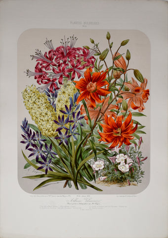 Auguste Faguet (1841-1886), Elisa Champin (1807-1871), Album Vilmorin - No 20 - 1878