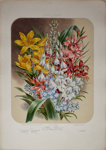 Auguste Faguet (1841-1886), Elisa Champin (1807-1871), Album Vilmorin - No 23 - 1881