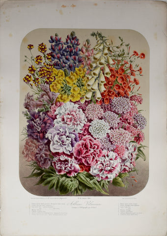 Auguste Faguet (1841-1886), Elisa Champin (1807-1871), Album Vilmorin - No 30 - 1880
