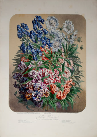 Auguste Faguet (1841-1886), Elisa Champin (1807-1871), Album Vilmorin - No 31 - 1881