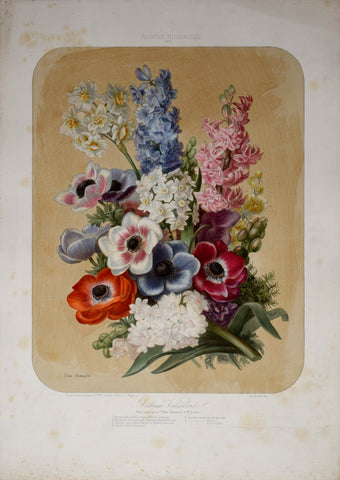 Auguste Faguet (1841-1886), Elisa Champin (1807-1871), Album Vilmorin - No 3