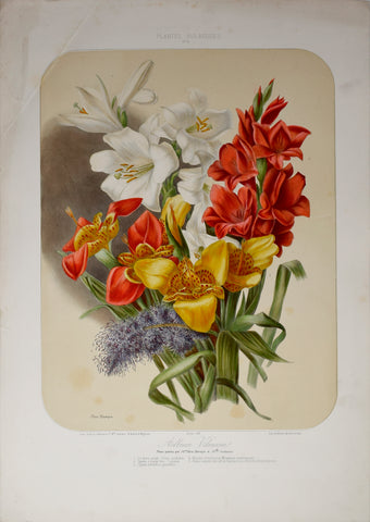 Auguste Faguet (1841-1886), Elisa Champin (1807-1871), Album Vilmorin - No 6 - 1864