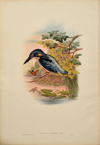 John Gould (1804-1881), Alcedo Grandis (Blyth's Kingfisher)