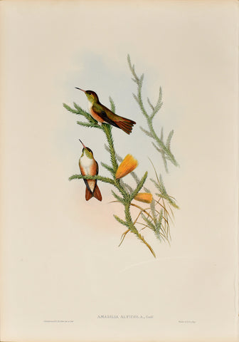 John Gould (1804-1881), Amazilia Alticola (Loja Hummingbird)