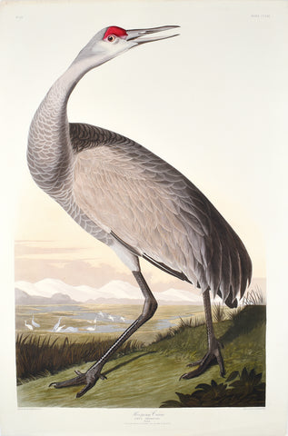 John James Audubon (1785-1851), Plate CCLXI Hooping Crane (young)