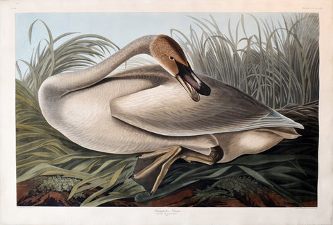 John James Audubon (1785-1851), Plate CCCLXXVI Trumpeter Swan