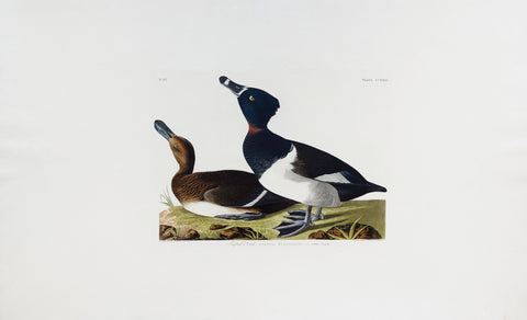 John James Audubon (1785-1851), Plate CCXXXIV Tufted Duck