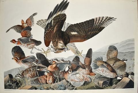 John James Audubon (1785-1851), Plate 76, Virginia Partridge