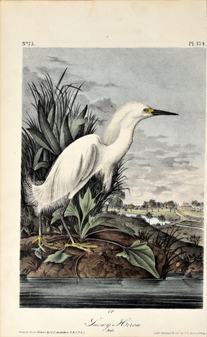 John James Audubon (American, 1785-1851), Pl 374 - Snowy Heron