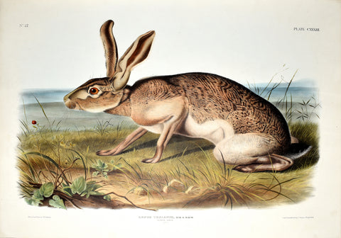 John James Audubon (1785-1851) & John Woodhouse Audubon (1812-1862), Texian Hare Pl. CXXXIII