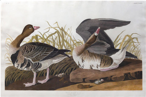 John James Audubon (1785-1851), Plate CCLXXXVI White-fronted Goose