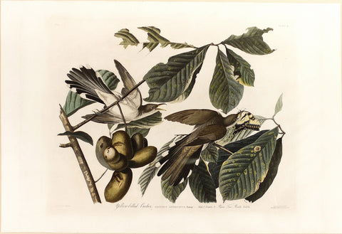 John James Audubon (1785-1851), Plate II Yellow-billed Cuckoo