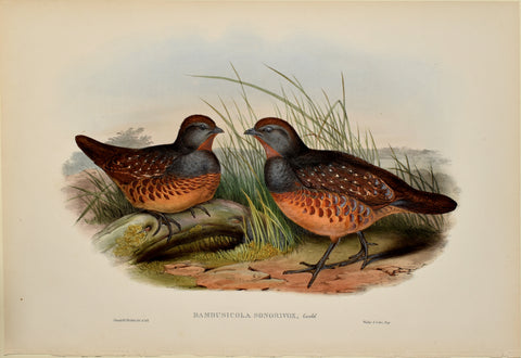John Gould (1804-1881), Bambusicola Sonorivox (Taiwan Bamboo Partridge)