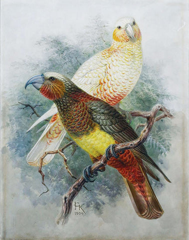 Johannes Gerardus Keulemans (Dutch, 1842-1912), Banded Kaka, and Variety