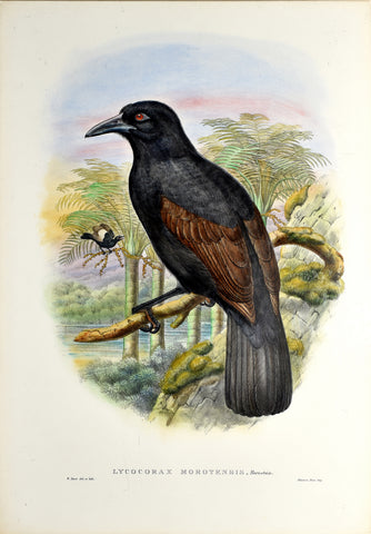 John Gould (1804-1881), Lycocorax Morotensis