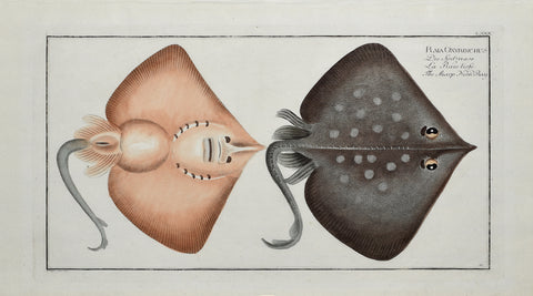 Marcus Elieser Bloch (1723-1799), Plate LXXX The Sharp Nosed Ray