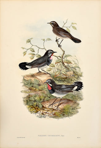 John Gould (1804-1881), Calliope Tschebaiewi (Chinese Rubythroat)