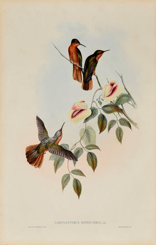 John Gould (1804-1881), Campylopterus Hyperythrus (Rufous-breasted Sabrewing)