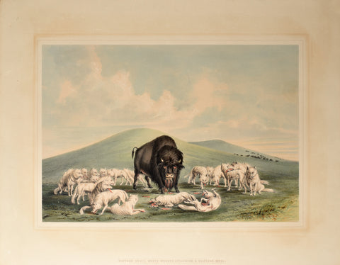 George Catlin (American, 1796-1872),  Buffalo Hunt, White Wolves Attacking a Buffalo Bull