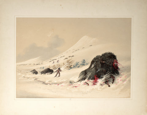 George Catlin (American, 1796-1872), Dying Buffalo Bull, in Snow Drift