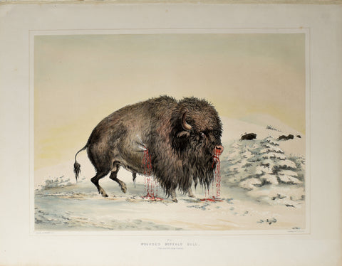 George Catlin (American, 1796-1872), Wounded Buffalo Bull