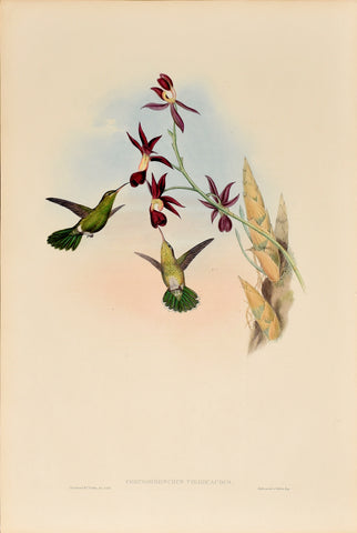 John Gould (1804-1881), Chrysobronchus Viridicaudus (Grean tailed Goldenthroat)