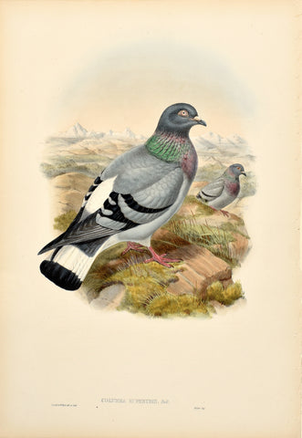 John Gould (1804-1881), Columbia Rupestris (Hill Pigeon)