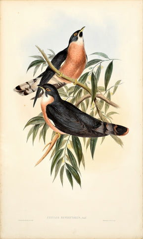 John Gould (1804-1881), Cuculus Hyperythrus (Rufous Hawk-Cuckoo)