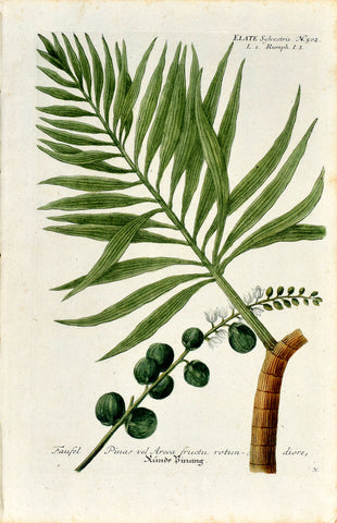 Johann Wilhelm Weinmann (1683-1741) Areca Palm (Betel Palm) N. 502