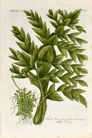 Johann Wilhelm Weinmann (1683-1741) Caryota urens (Fishtail Palm) N. 503
