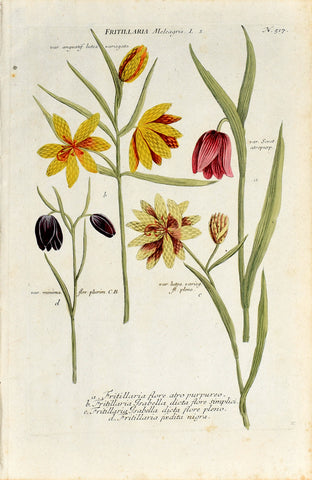 Johann Wilhelm Weinmann (1683-1741) Fritillaria meleagris (Snake's-head Fritillary) N. 517