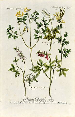 Johann Wilhelm Weinmann (1683-1741) Fumaria (Common Fumitory) N. 520