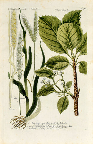 Johann Wilhelm Weinmann (1683-1741) Cordia (Sebesten Plum) & Secale (Rye) N. 910