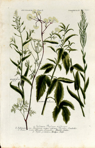 Johann Wilhelm Weinmann (1683-1741) Sesamum indicum (Sesame) N. 918