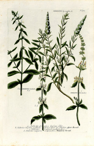 Johann Wilhelm Weinmann (1683-1741) Sideritis (Ironwort) N. 919