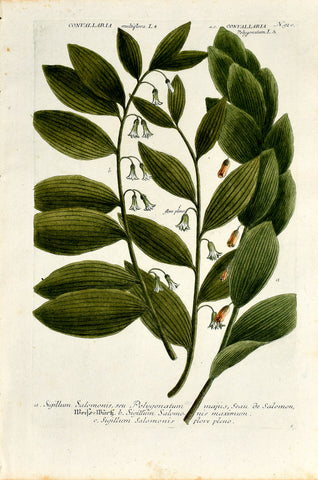 Johann Wilhelm Weinmann (1683-1741) Polygonatum (Solomon's-seal) N. 920