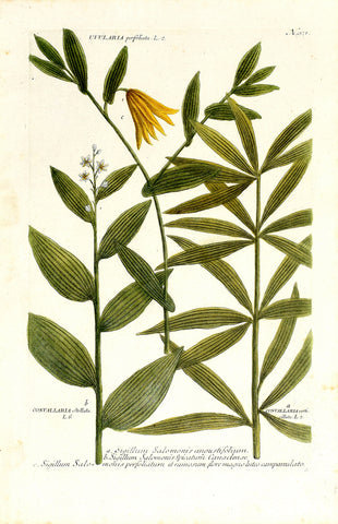 Johann Wilhelm Weinmann (1683-1741) Maianthemum (False Lily-of-the-Valley) & Uvularia (Bellwort) N. 921