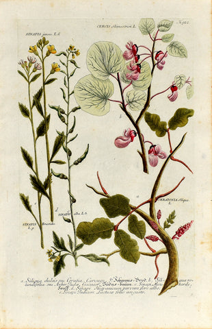 Johann Wilhelm Weinmann (1683-1741) Sinapis (Mustard), Cercis (Judas Tree) & Ceratonia (Carob) N. 922