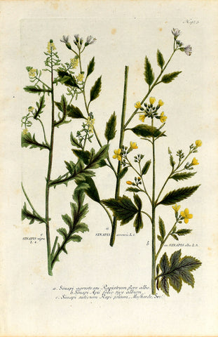 Johann Wilhelm Weinmann (1683-1741) Sinapis (Mustard) N. 923