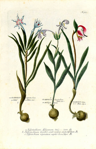 Johann Wilhelm Weinmann (1683-1741) Sisyrinchium (Blue Eyed Grass) N. 925