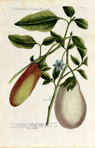 Johann Wilhelm Weinmann (1683-1741) Solanum melongena (Eggplant) N. 934
