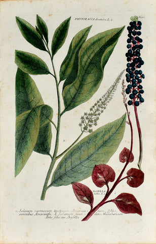 Johann Wilhelm Weinmann (1683-1741) Phytolacca decandra (Pokeweed) & Basella rubra (Malabar Spinach) N. 936