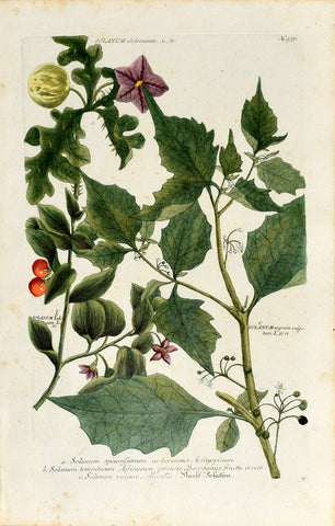 Johann Wilhelm Weinmann (1683-1741) Solanum (Nightshade) N. 937