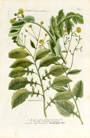 Johann Wilhelm Weinmann (1683-1741) Lapsana communis (Nipplewort) & Sonchus (Thistle) N. 938