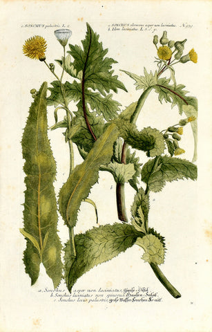 Johann Wilhelm Weinmann (1683-1741) Sonchus (Thistle) N. 939